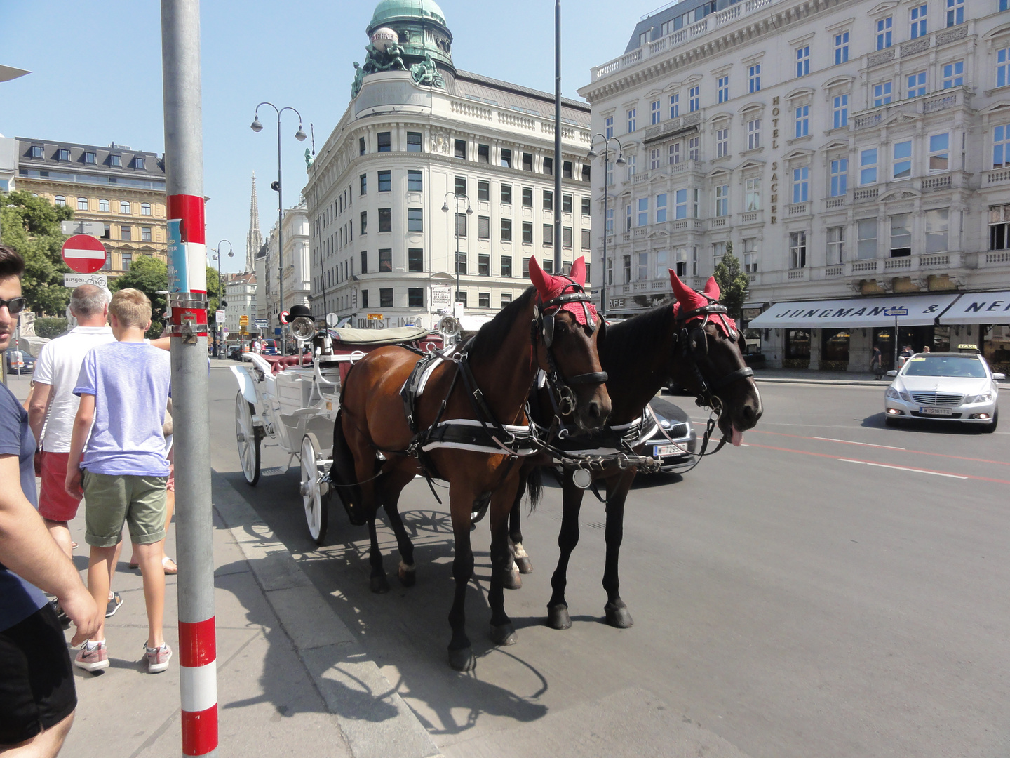 Horses in Vienna