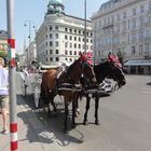 Horses in Vienna