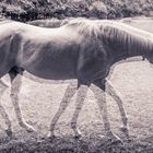 Horses IV