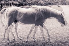 Horses IV