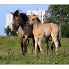 Horses (Landtong Rozenburg)