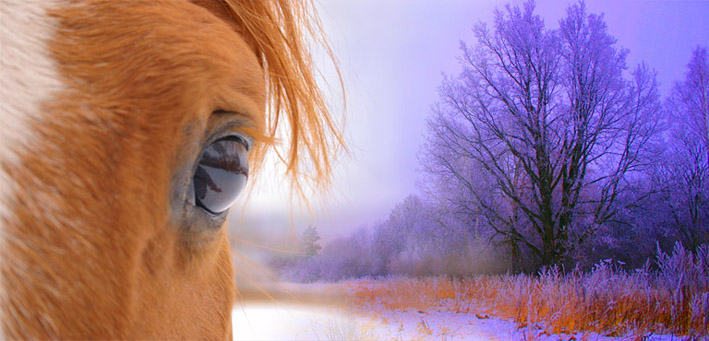 Horse's look