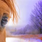 Horse's look