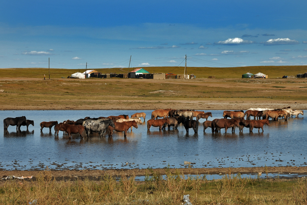 Horses love to stay in water ponds