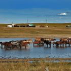 Horses love to stay in water ponds