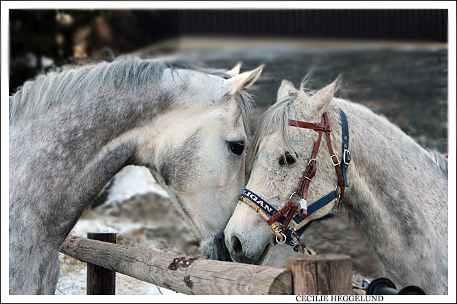 Horses meeting