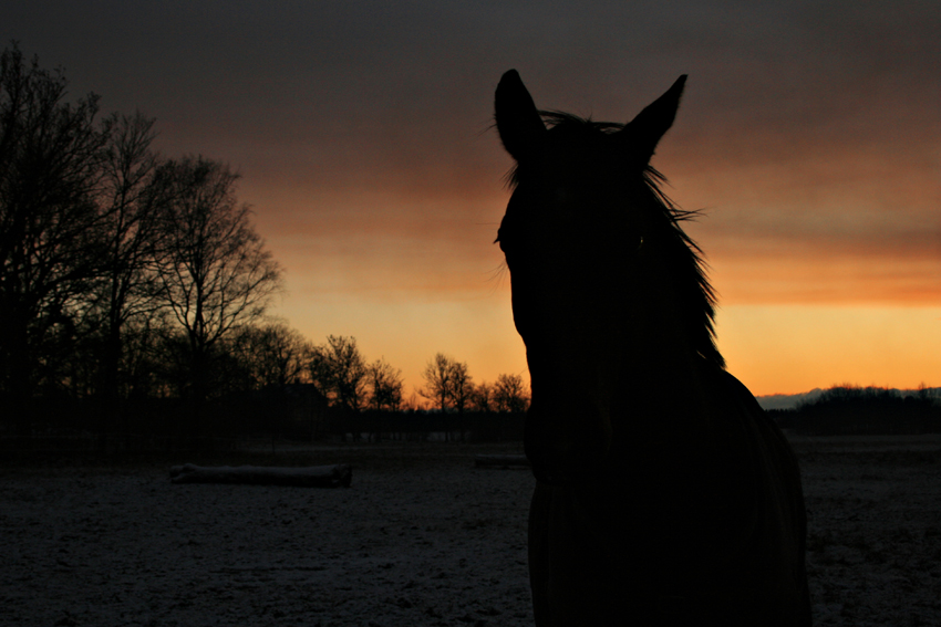 Horse´s mind