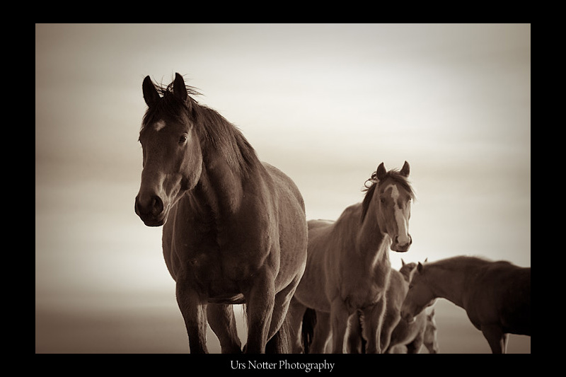 Horses of Alberta