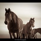 Horses of Alberta