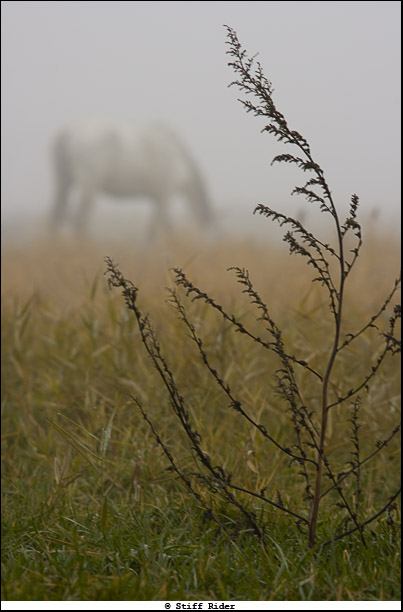" horses of fog " 01