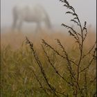 " horses of fog " 01