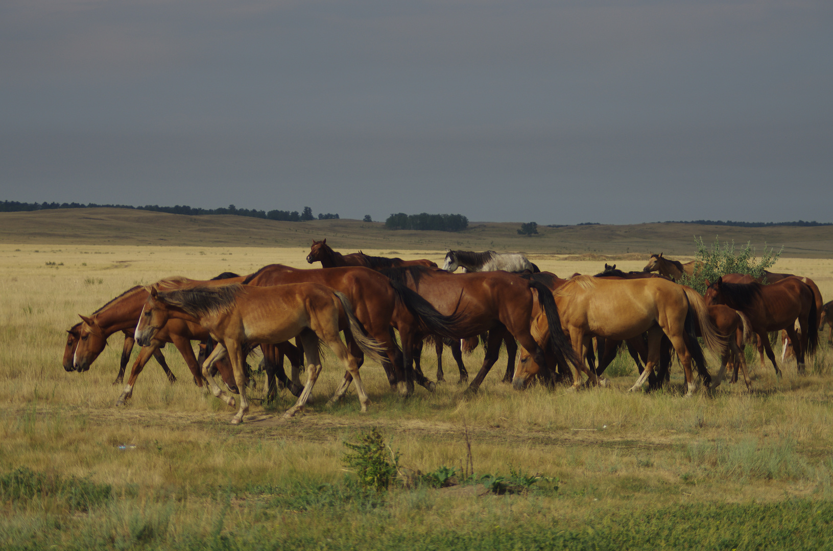 Horses of the Transural