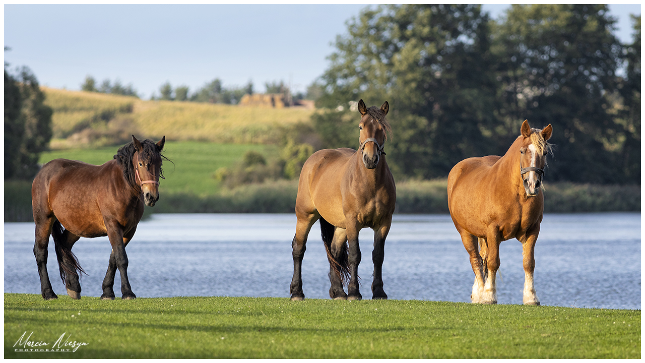 Horses - Poland, Barcin