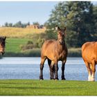 Horses - Poland, Barcin