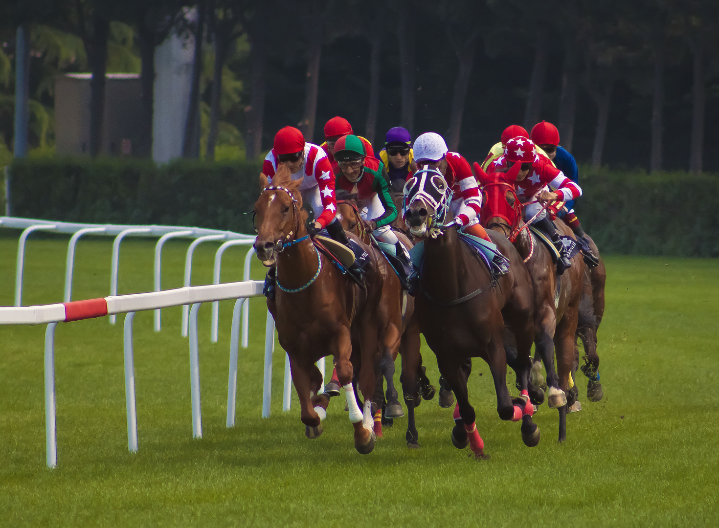 horses racing1