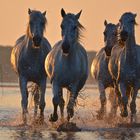 Horses run with sunset light