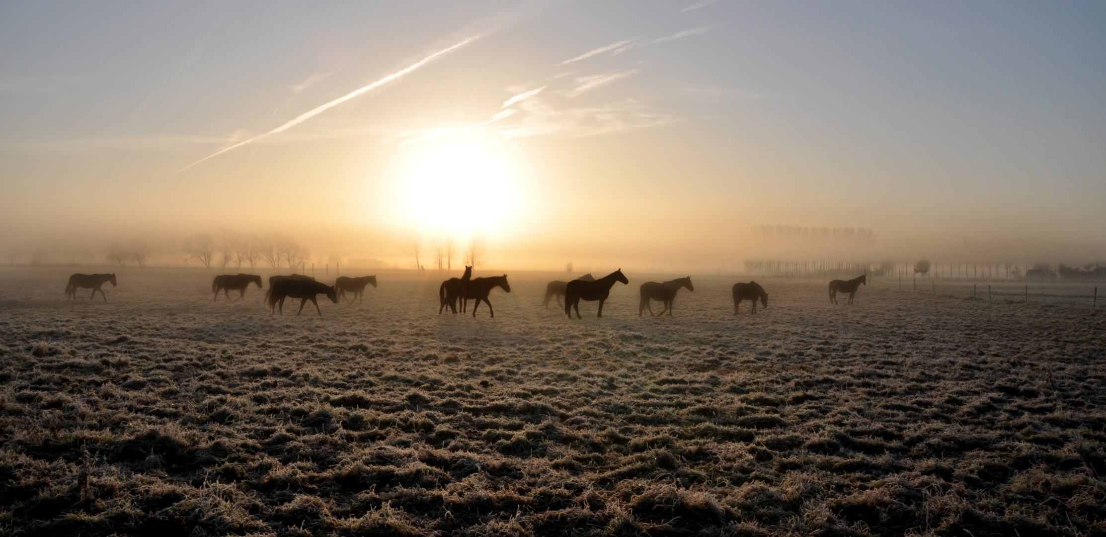 Horses running in the morning fog