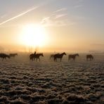 Horses running in the morning fog