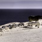 Horses, Sheep and the Sea