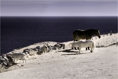 Horses, Sheep and the Sea