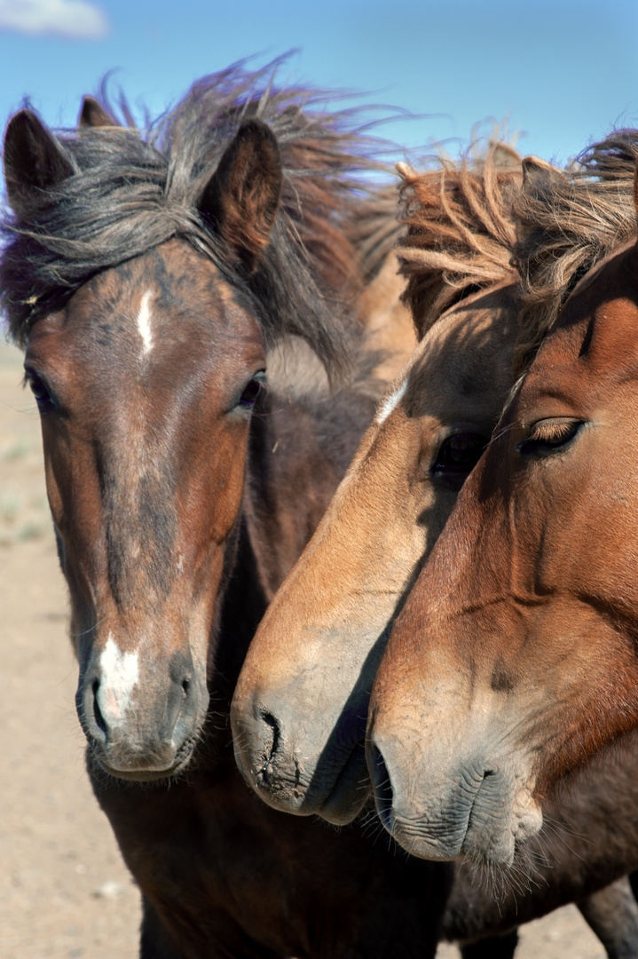 Horses stay close together