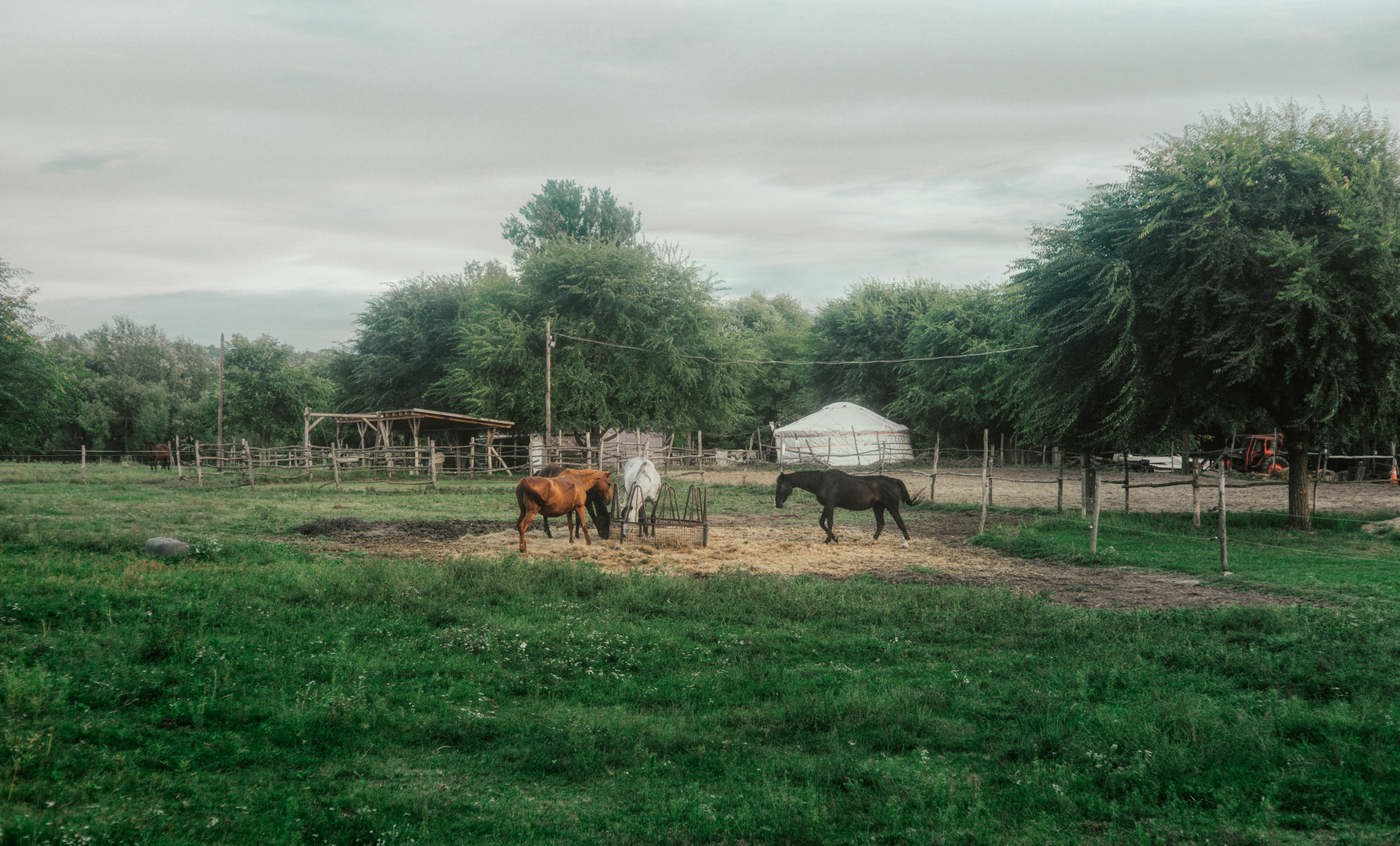 Horses - vintage