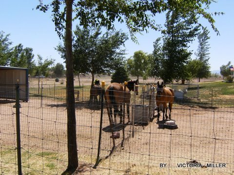 horses2