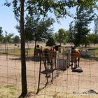 horses2