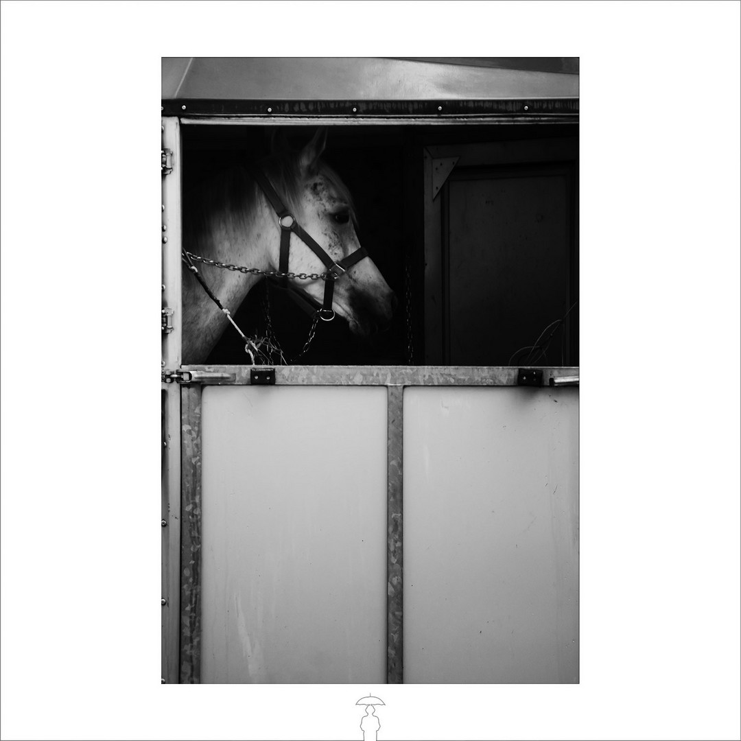 horses_8162