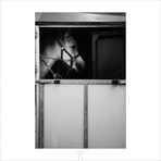 horses_8162