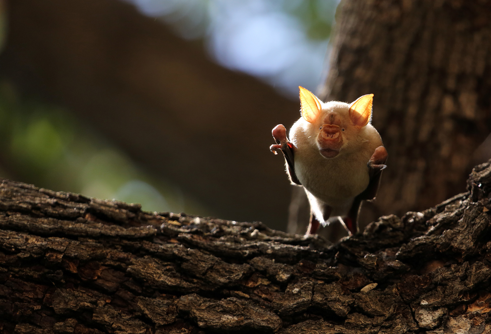 Horseshoe Bat