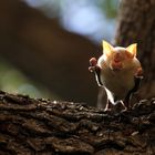 Horseshoe Bat