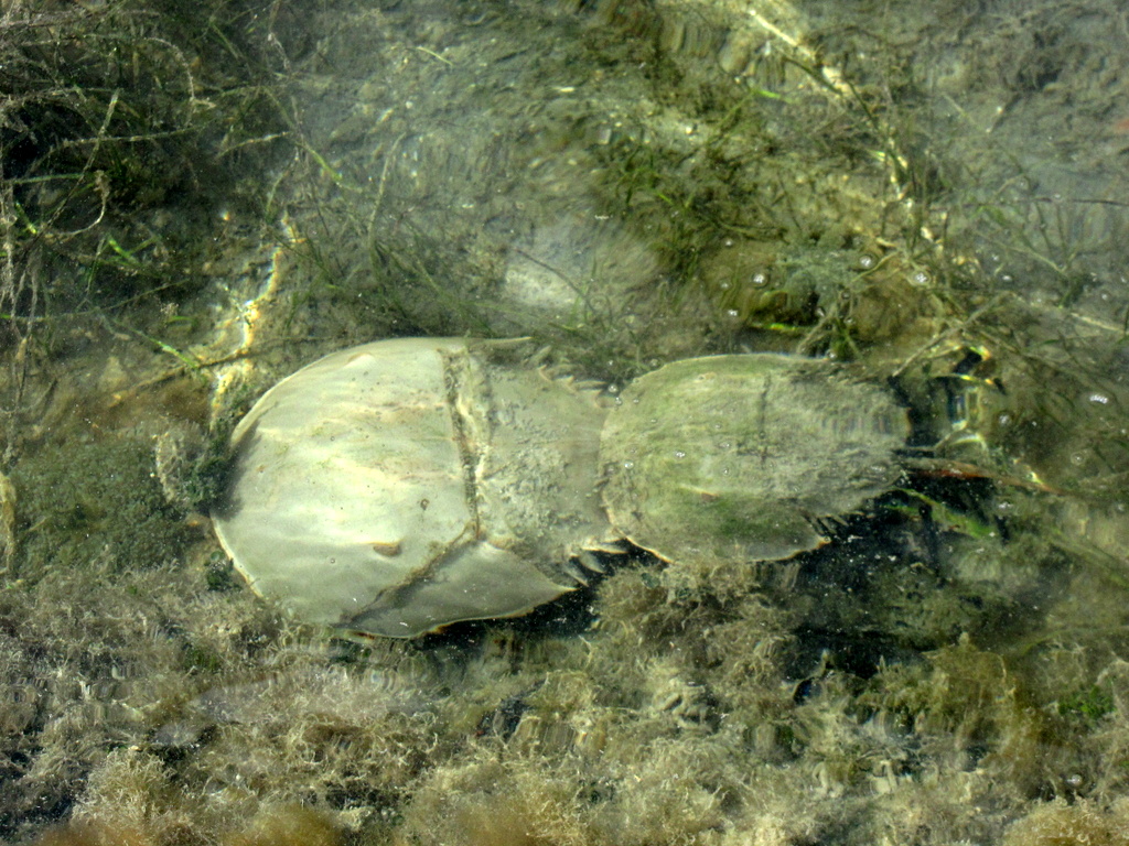 Horseshoe crab