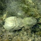 Horseshoe crab