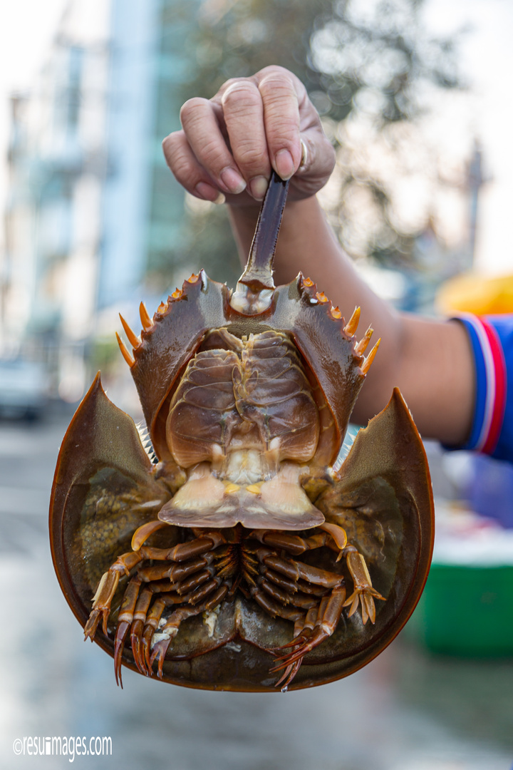 Horseshoe Crab Belly