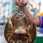 Horseshoe Crab Belly