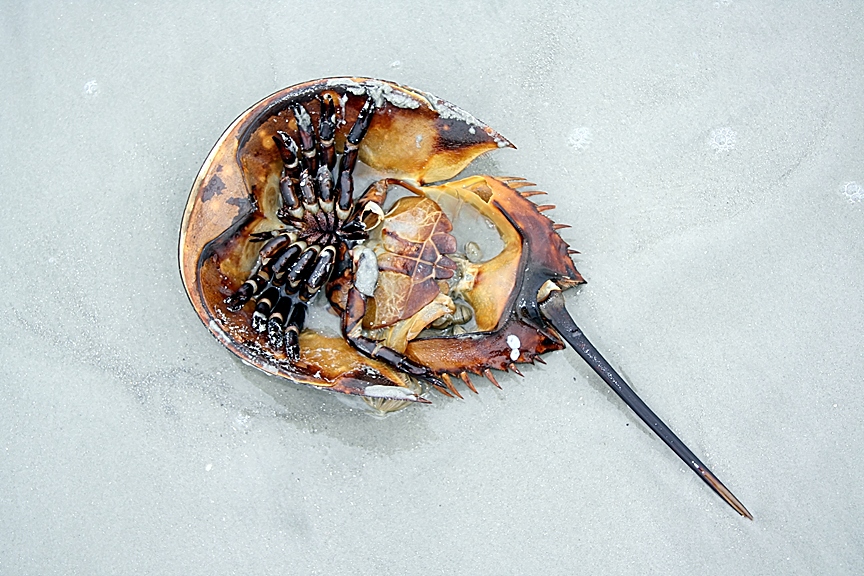 horseshoe crab