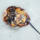 horseshoe crab