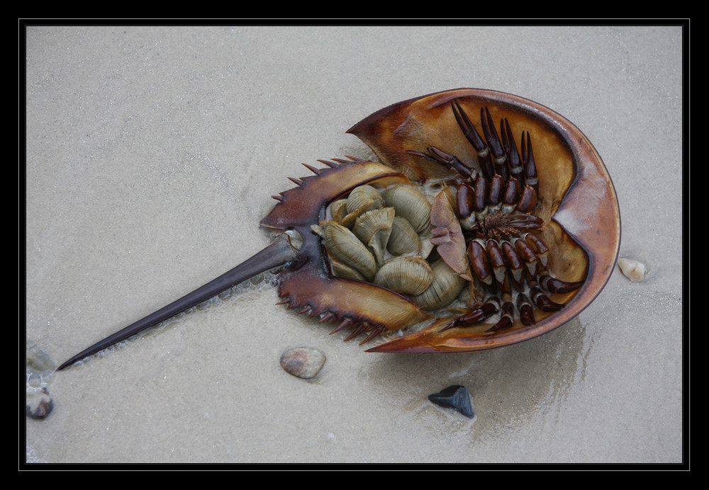 Horseshoe Crab