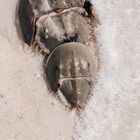 Horseshoe Crabs