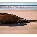 HorseshoeCrab gestrandet