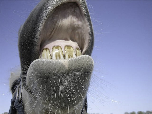 horsesmile