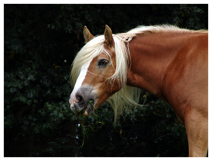 horsewatching