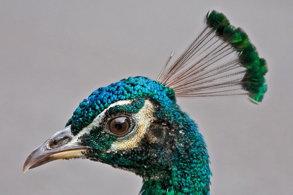Horst Foto & Bild | tiere, tierdetails, natur Bilder auf fotocommunity