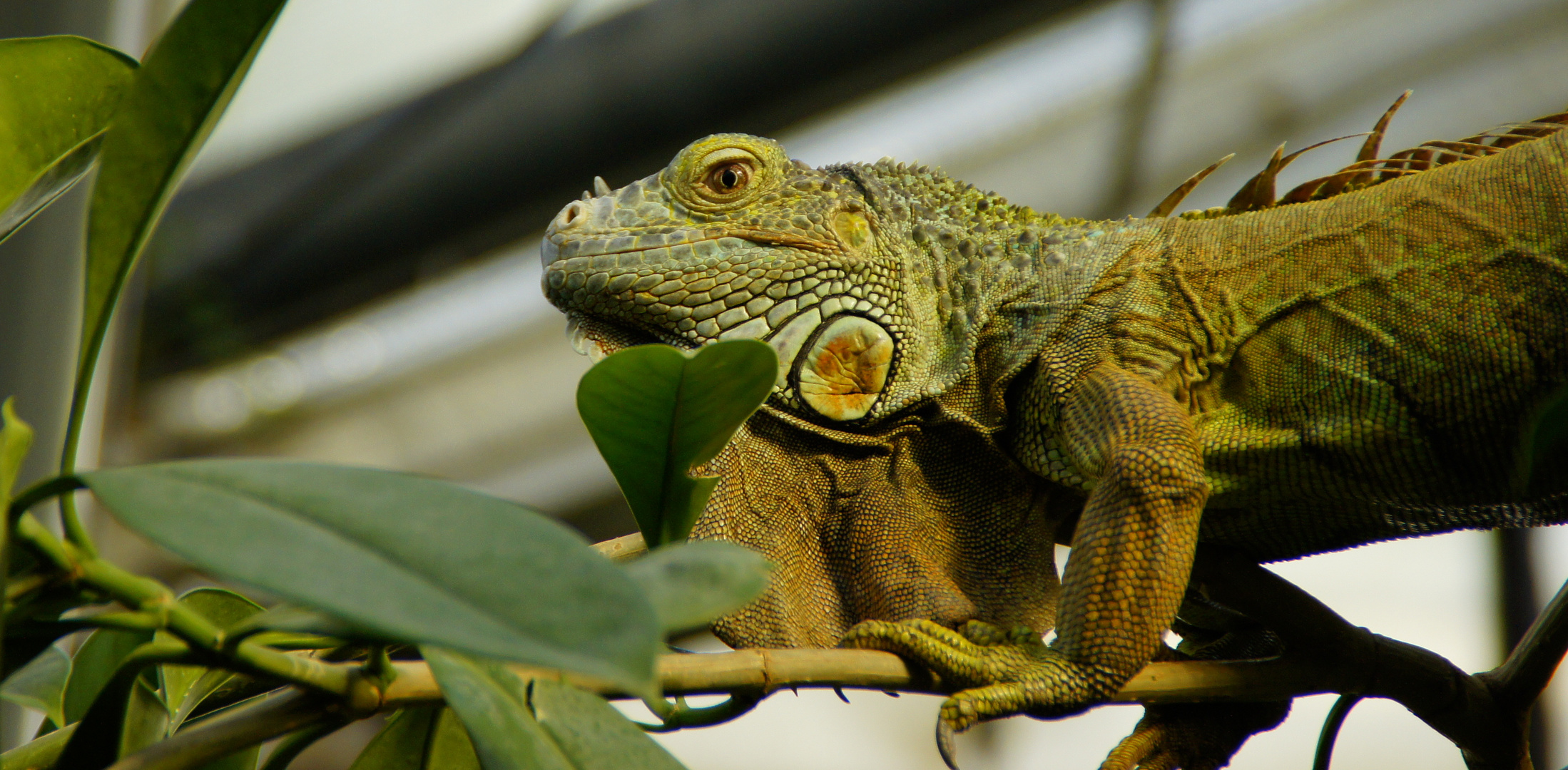 Horst, der Leguan :-)