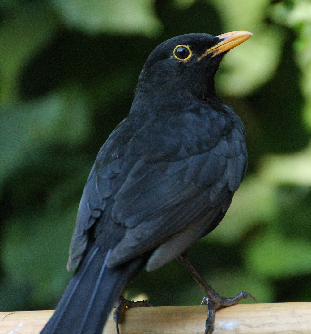 Horst - Unser Gartenwächter