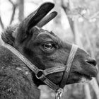 Horsti - Zoo Leipzig