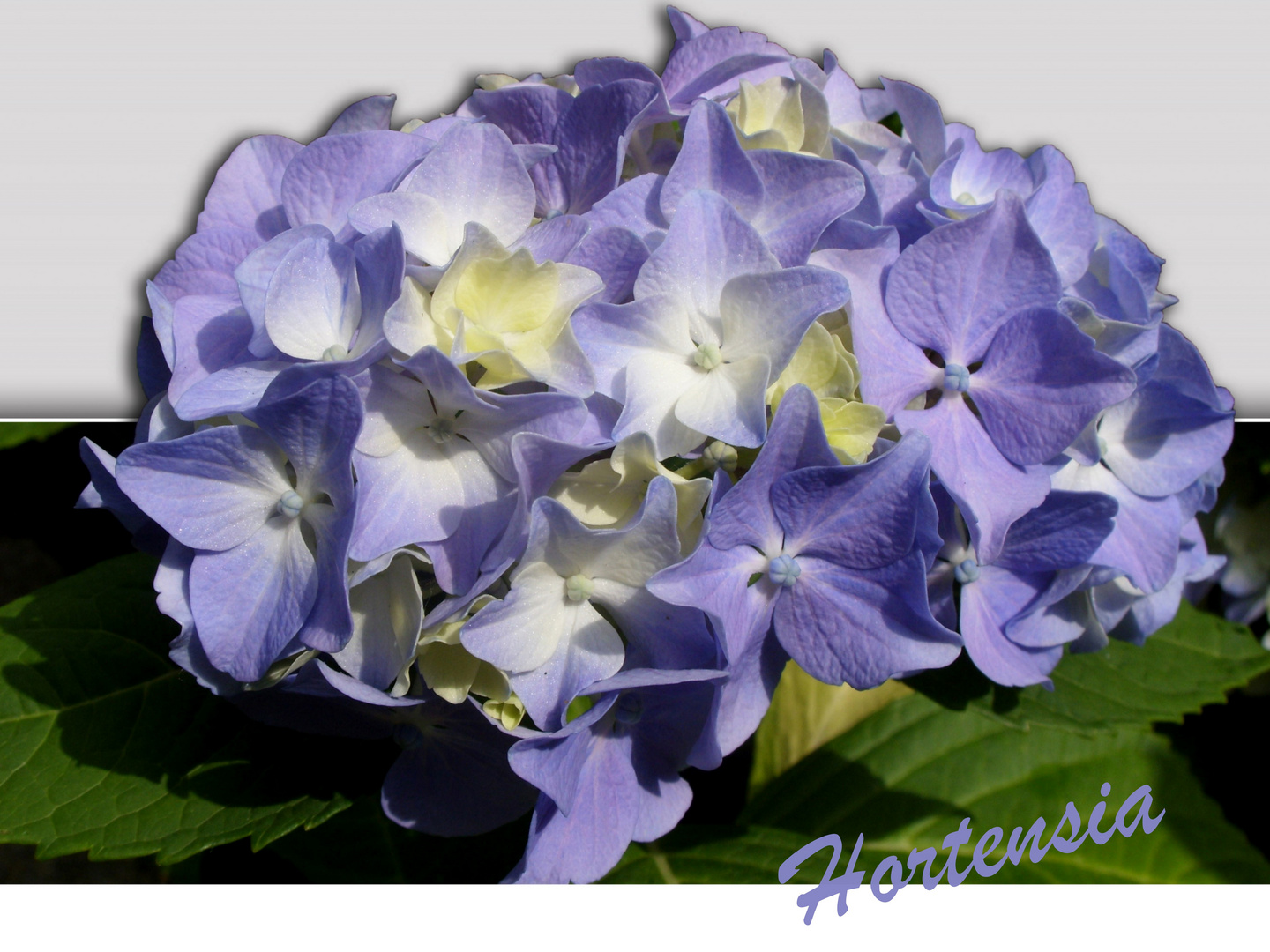 Hortensia