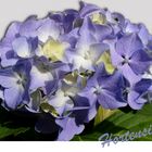 Hortensia