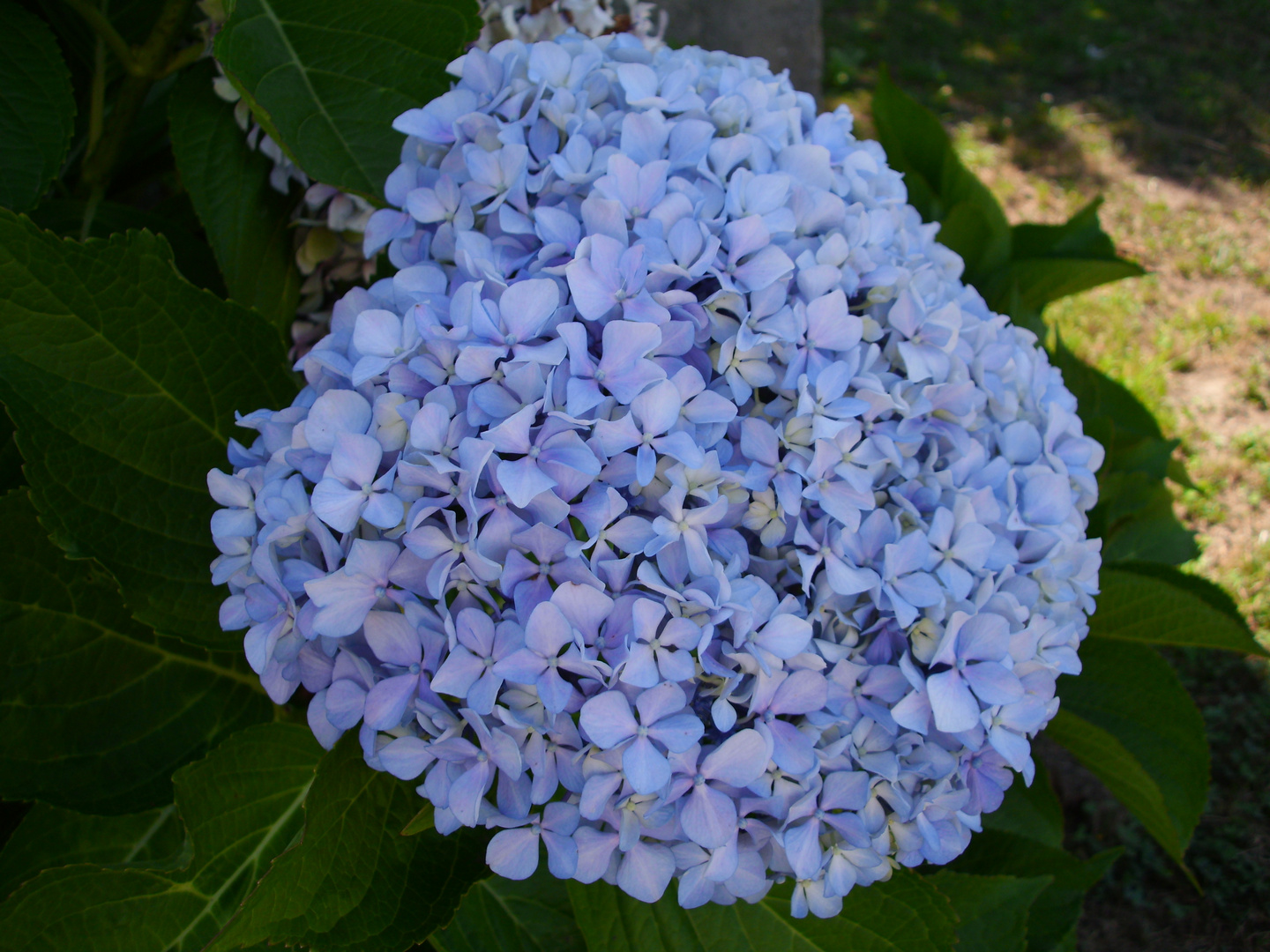 Hortensia